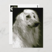 Afghaanse hond briefkaart (Voorkant / Achterkant)