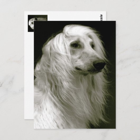 Afghaanse hond briefkaart (Voorkant / Achterkant)
