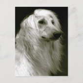 Afghaanse hond briefkaart (Voorkant)