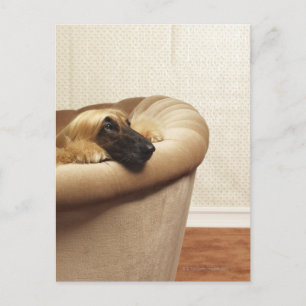 Afghaanse hond die op bank liggen briefkaart