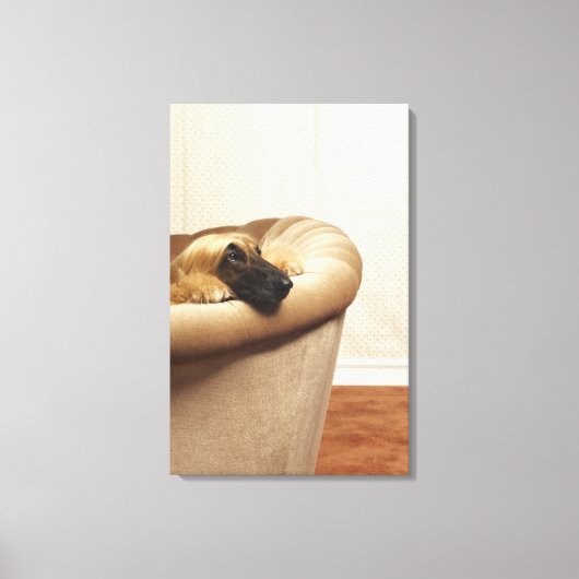 Afghaanse hond ligt op sofa canvas afdruk (Voorkant)