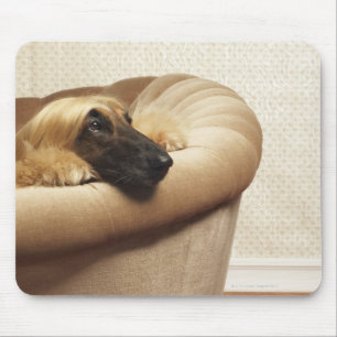 Afghaanse hond ligt op sofa muismat