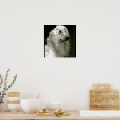 Afghaanse hond poster (Keuken)