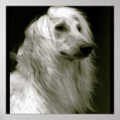 Afghaanse hond poster (Voorkant)
