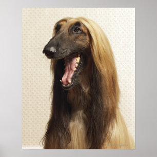 Afghaanse hond zit in de kamer poster