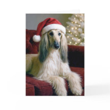 Afghaanse kersthond op een fluwelen bank