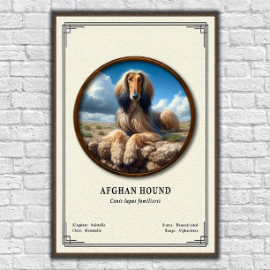 Afghaanse Windhond Zoölogie Serie Poster