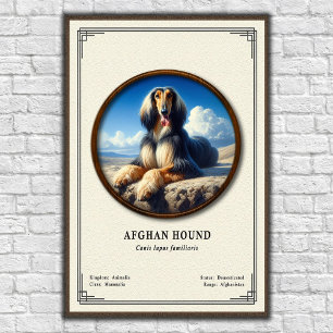 Afghaanse Windhond Zoölogie Serie Poster