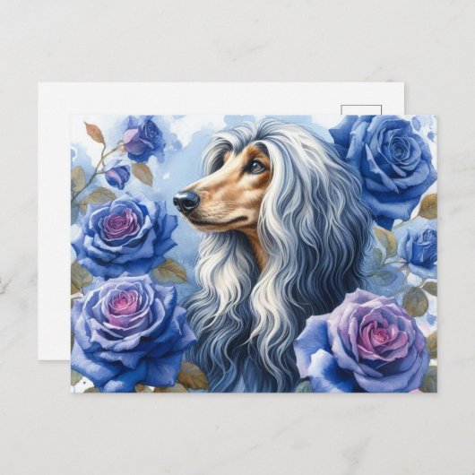 Afghan Hound Briefkaart (Voorkant / Achterkant)