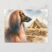 Afghan Hound Briefkaart (Voorkant)