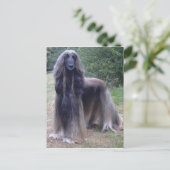 Afghan Hound Dog Briefkaart (Staand voorkant)