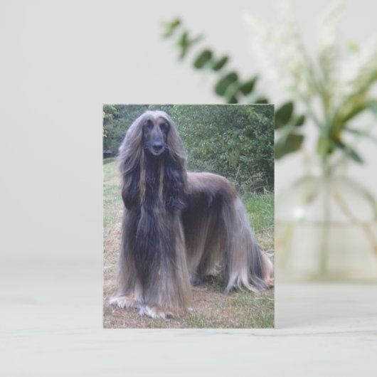 Afghan Hound Dog Briefkaart (Staand voorkant)