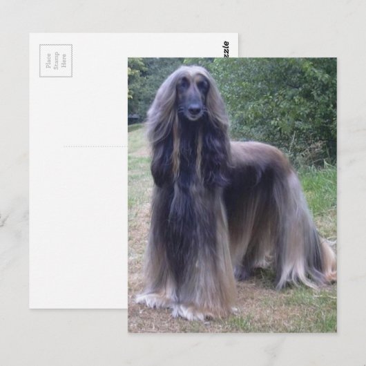 Afghan Hound Dog Briefkaart (Voorkant / Achterkant)