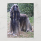 Afghan Hound Dog Briefkaart (Voorkant)