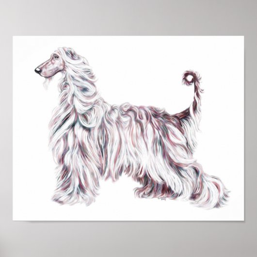 Afghan Hound Elegance Poster (Voorkant)