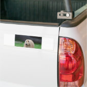 afghan-laying bumpersticker (Op Truck)
