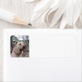 Afghan_Shepherd Etiket (Insitu)