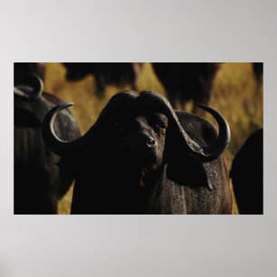 Afhangingen van de Buffalo Cape safari-wand Poster