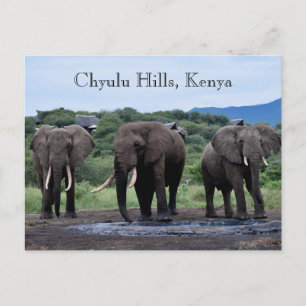 Africa Elephants Kenia, Chyulu Hills Briefkaart