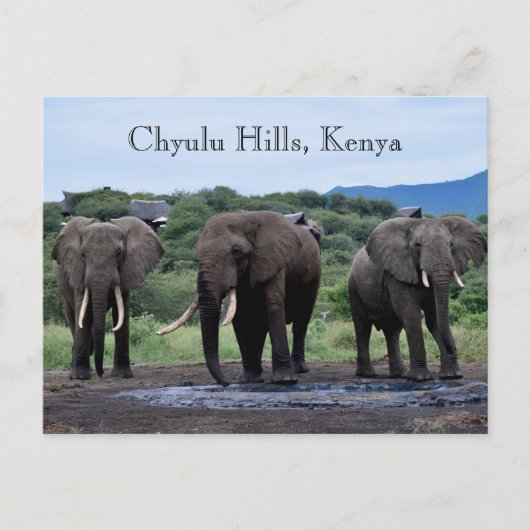 Africa Elephants Kenia, Chyulu Hills Briefkaart (Voorkant)