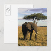 Africa, Kenia, Maasai Mara. An elehpant Briefkaart (Voorkant / Achterkant)