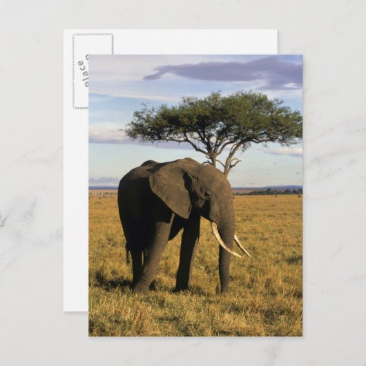 Africa, Kenia, Maasai Mara. An elehpant Briefkaart (Voorkant / Achterkant)