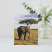 Africa, Kenia, Maasai Mara. An elehpant Briefkaart (Staand voorkant)