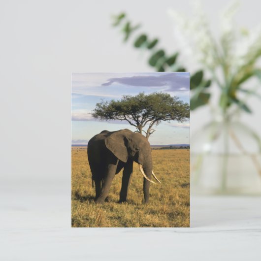 Africa, Kenia, Maasai Mara. An elehpant Briefkaart (Staand voorkant)