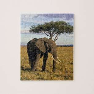 Africa, Kenia, Maasai Mara. An elehpant Legpuzzel