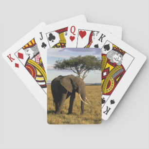 Africa, Kenia, Maasai Mara. An elehpant Pokerkaarten