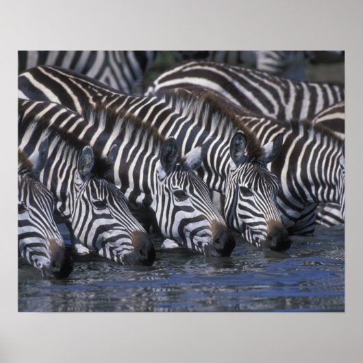 Africa, Kenia, Masai Mara Game Reserve, Plains Poster (Voorkant)