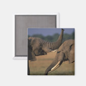 Africa, Kenia, Masai Mara Game Reserve, Two Bull Magneet (Voorkant / Achterkant)