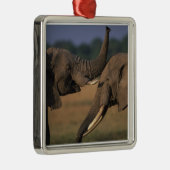 Africa, Kenia, Masai Mara Game Reserve, Two Bull Metalen Ornament (Rechts)