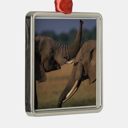 Africa, Kenia, Masai Mara Game Reserve, Two Bull Metalen Ornament (Rechts)