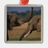 Africa, Kenia, Masai Mara Game Reserve, Two Bull Metalen Ornament (Voorkant)