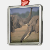 Africa, Kenia, Masai Mara Game Reserve, Two Bull Metalen Ornament (Links)