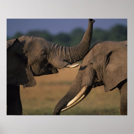 Africa, Kenia, Masai Mara Game Reserve, Two Bull Poster (Voorkant)