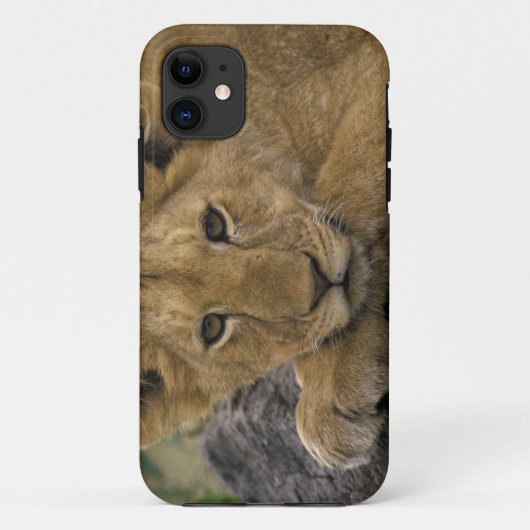 Africa, Kenia. Portret of leeuw. Case-Mate iPhone Case (Achterkant)