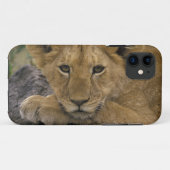Africa, Kenia. Portret of leeuw. Case-Mate iPhone Case (Achterkant (horizontaal))