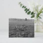 Africa Kenya Zebra in de Wilde Briefkaart (Staand voorkant)