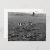 Africa Kenya Zebra in de Wilde Briefkaart (Voorkant / Achterkant)