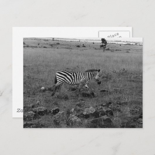 Africa Kenya Zebra in de Wilde Briefkaart (Voorkant / Achterkant)