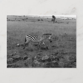 Africa Kenya Zebra in de Wilde Briefkaart