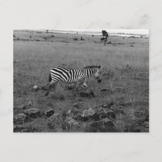 Africa Kenya Zebra in de Wilde Briefkaart (Voorkant)