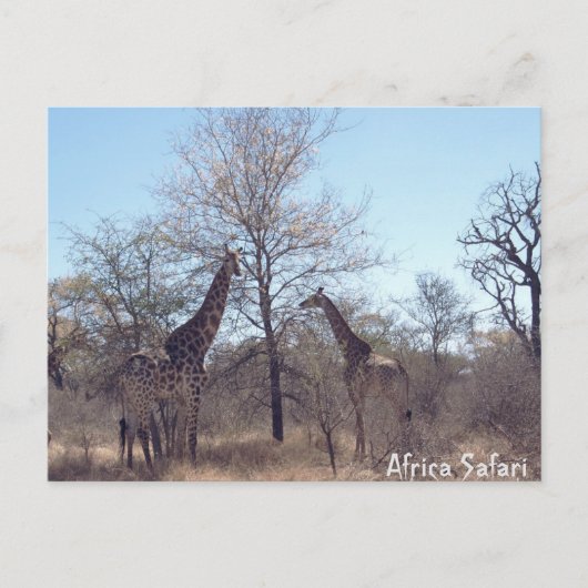 Africa Safari Briefkaart (Voorkant)