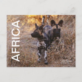 Africa Wild Dogs Travel Briefkaart