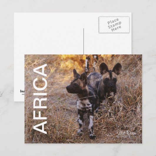Africa Wild Dogs Travel Briefkaart (Voorkant / Achterkant)