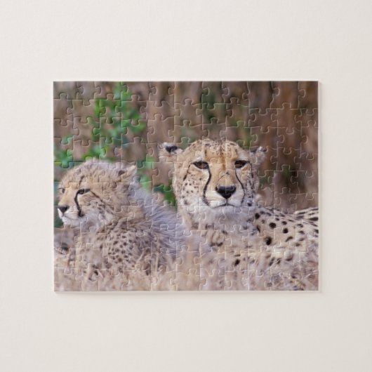 Africa, Zuid-Afrika, Tswalu Reserve. Cheetahs Legpuzzel (Horizontaal)