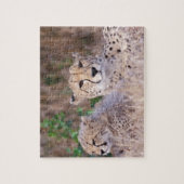 Africa, Zuid-Afrika, Tswalu Reserve. Cheetahs Legpuzzel (Verticaal)