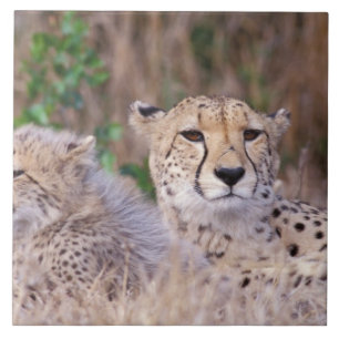 Africa, Zuid-Afrika, Tswalu Reserve. Cheetahs Tegeltje